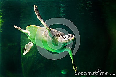 Green sea turtle swimming in a museum aquarium. Stock Photo