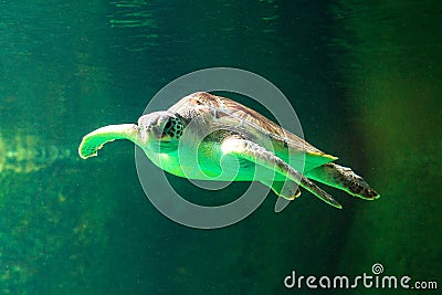 Green sea turtle swimming in a museum aquarium. Stock Photo