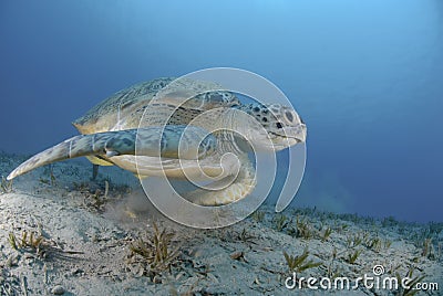 Green sea turtle swimming over seagrass bed. Stock Photo