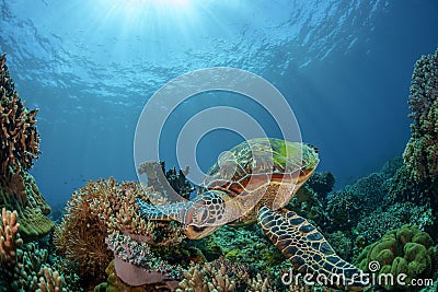 green sea turtle swims on coral reef Stock Photo