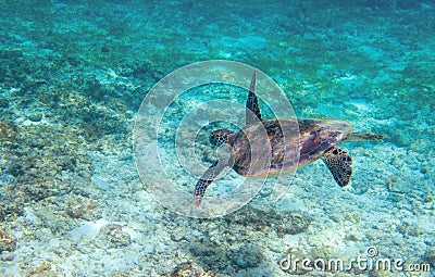 Green sea turtle in turquoise sea water. Tropical nature of exotic island. Stock Photo