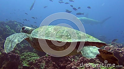 isole underwater onderwater hammerhead meeresschildkrte unterwasser voedsel seabed zeebedding zoek martello subacquea squalo tartaruga hamer meeresgrund roofdier sabbiosa fuco volo