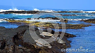 Green sea turtles resting on rocks in Hawaii panoramic wide image Stock Photo