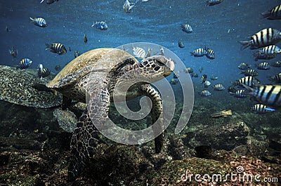 Green sea turtles and sergeant major fish Stock Photo