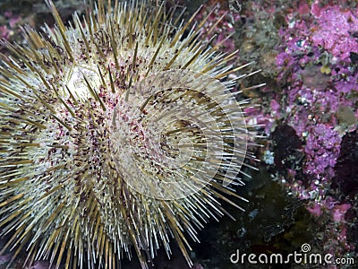 Green Sea Urchin (Strongylocentrotus droebachiensi Stock Photo