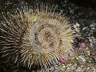 Green Sea Urchin Strongylocentrotus droebachiensis Stock Photo