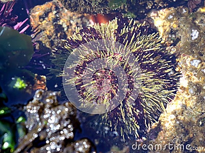 Green Sea Urchin - Strongylocentrotus droebachiensis Stock Photo