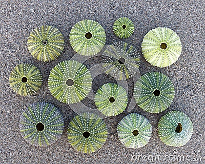 Green sea urchins shells on wet sand beach top view Stock Photo