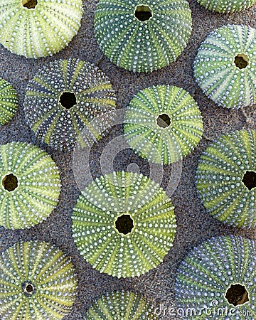 Green sea urchins shells on wet sand beach top view Stock Photo