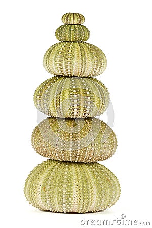 Green sea urchins stacked Stock Photo