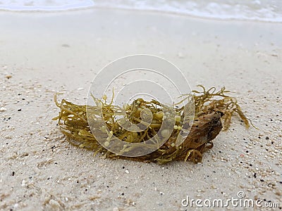 Green Sea weed Stock Photo