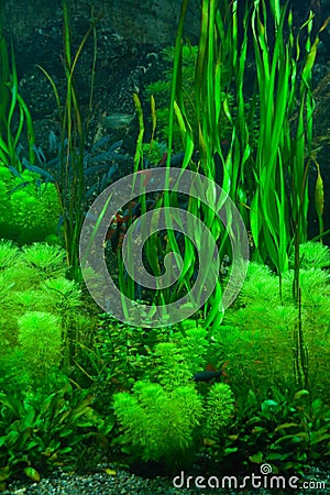 Green seaweed Stock Photo