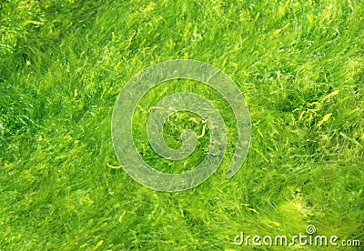 Green seaweed Stock Photo