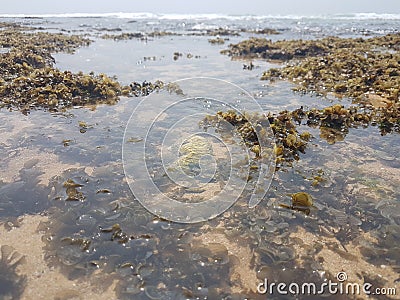 Green seaweed on a beach and blue sea Stock Photo