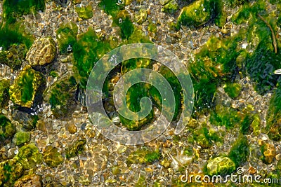 Green seaweed covered rocks and pebbles Stock Photo