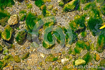 Green seaweed covered rocks and pebbles Stock Photo