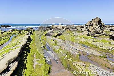 Green seaweed on rocks Stock Photo