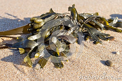 Green seaweed on sand closeup. Fresh wrack macro. Wild sea nature. Sea life. Stock Photo