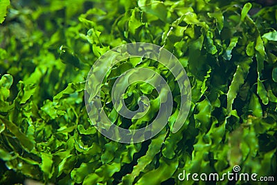 Green seaweed Ulva compressa. Stock Photo