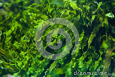 Green seaweed Ulva compressa. Stock Photo