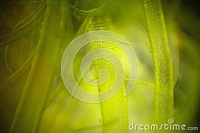 Green seaweed Stock Photo