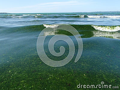 Green Seaweeds Tide Overgrowth Stock Photo