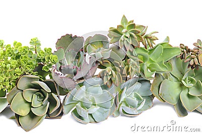 Green succulents Stock Photo