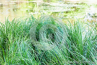 Green sedge grass on riverbank in summer Stock Photo