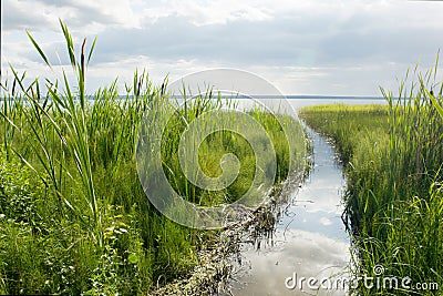 Green sedge on Plesheev lake Stock Photo