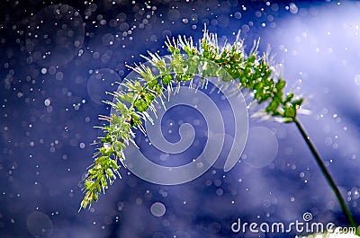 Green seed seedling with bokeh light blur Stock Photo