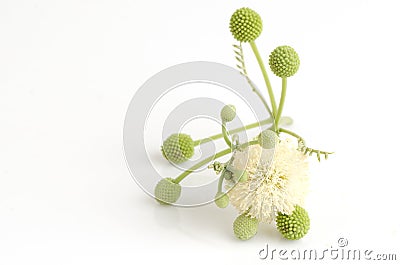 Green Seed White Popinac, Lead tree or Wild Tamarind flower . Stock Photo