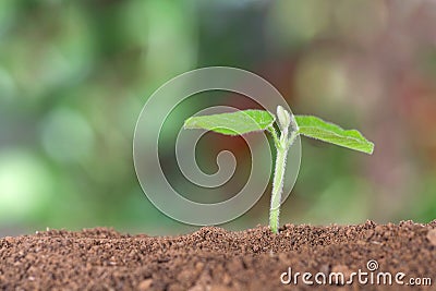 Green seedling growing out of soil in spring Stock Photo