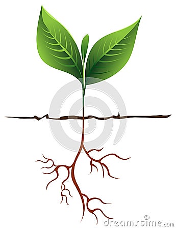 Green Seedling Vector Illustration