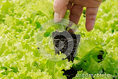 Green seedlings lettuce gradually develop robust root system, anchoring them firmly in soil. Stock Photo