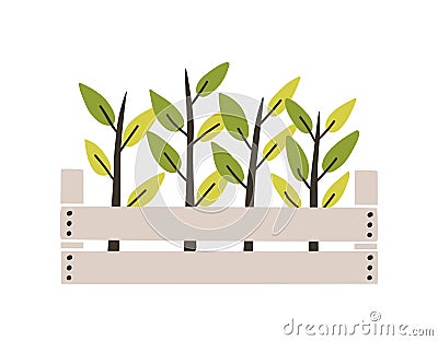 Green seedlings planted in wooden box. Young plants or sprouts growing in garden crate. Spring natural decorative design Vector Illustration