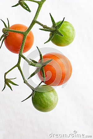 Green and semi ripe cherry tomatoes on vine macro shot isolated on white Stock Photo