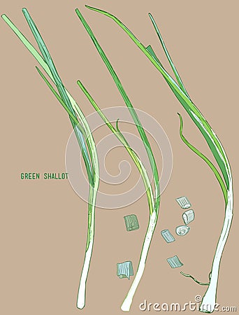 Green shallot . Vector Illustration