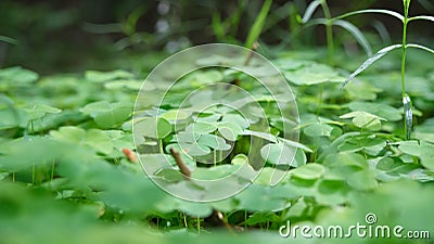 Green Shamrock General plan in the forest Stock Photo