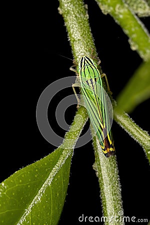 Green Sharpshooter Stock Photo