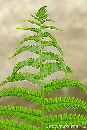 Green sheet of fern Stock Photo