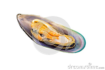 Green Shell Mussel Stock Photo