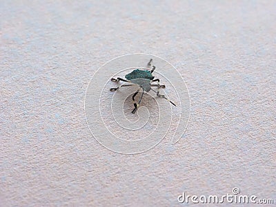 green shield bug animal of class Insecta (insects Stock Photo