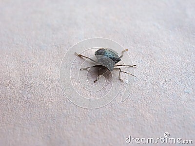 green shield bug animal of class Insecta (insects Stock Photo