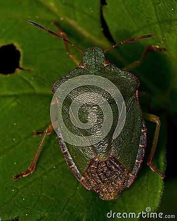 Green Shield Bug Palomena prasina Stock Photo