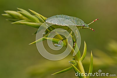 Green Shieldbug Stock Photo