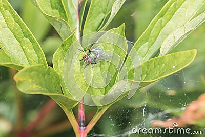 A green shimmering blowfly sits on a leaf of a tree in the garden in nature in the sun and glistens, Germany Stock Photo