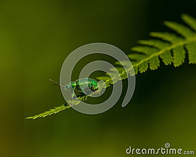 A green shimmering bug on fern Stock Photo