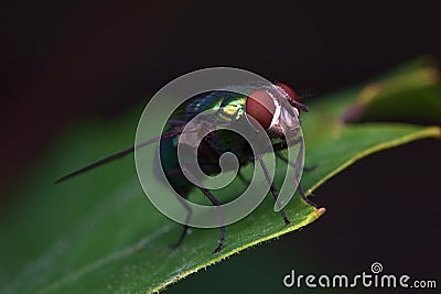 Green shimmering fly on green leaf with visible details against dark background. Macro photography of insects Stock Photo