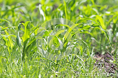 Green shoots of corn growing on an agricultural field Stock Photo