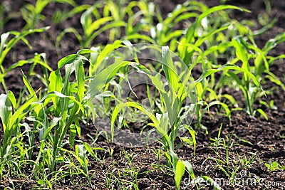 Green shoots of corn growing on an agricultural field Stock Photo